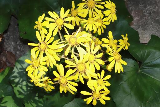 ツワブキの花 植物,宿根草,晩秋の写真素材