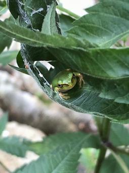 Photo, a frog, frog, summer, 
