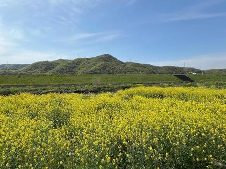 【花の写真】菜の花が咲く風景 【花の写真】菜の花が咲く風景 菜の花,なのはな,アブラナの写真素材