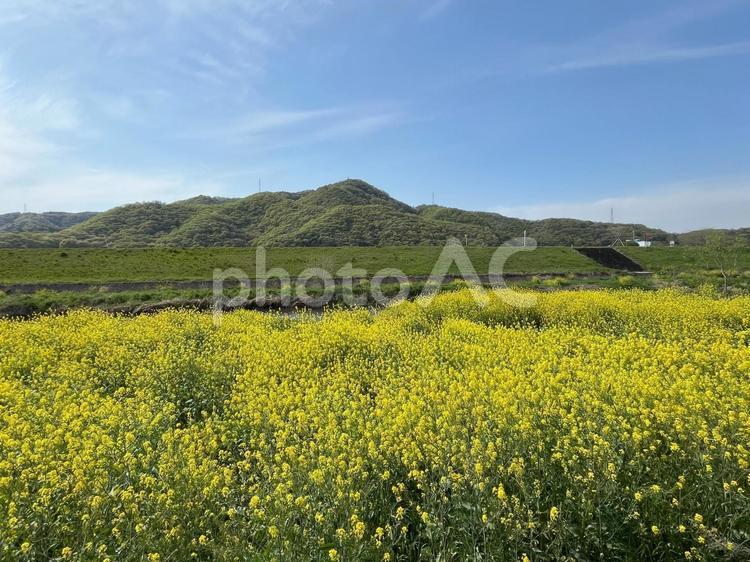 【花の写真】菜の花が咲く風景 菜の花,なのはな,アブラナの写真素材