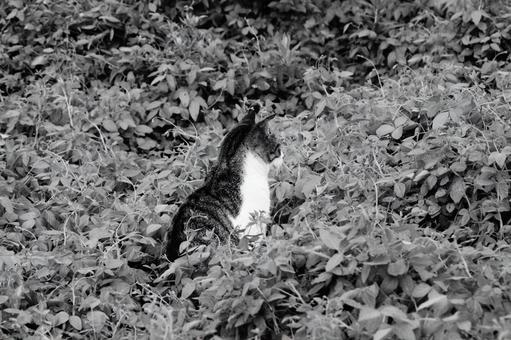 ねこ ねこの写真