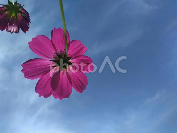 空を見上げて 空,青,コスモスの写真素材
