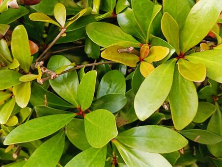 背景素材 野草,自然,風景の写真素材