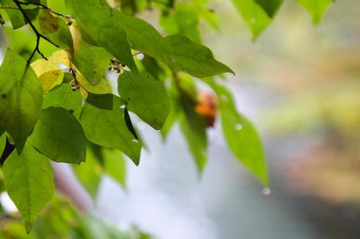 葉っぱの写真