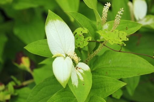 半夏生 半夏生 半夏生の花,自然,風景の写真素材