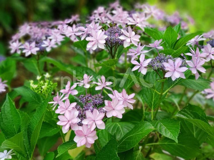 あじさい　品種：ダンスパーティー 紫陽花,ダンスパーティー,あじさいの写真素材