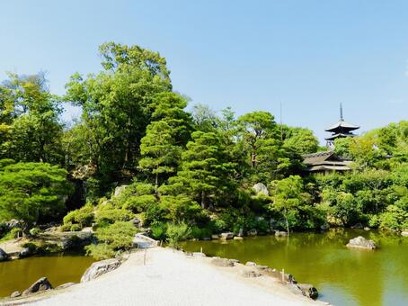 国名勝仁和寺御所庭園北庭3 仁和寺,仁和寺御所庭園,仁和寺御所の写真素材