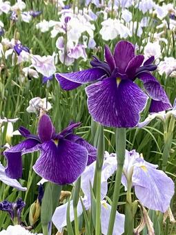 初夏の花 キレイな紫色のハナショウブ 初夏の花 キレイな紫色のハナショウブ 菖蒲,はなしょうぶ,ハナショウブの写真素材