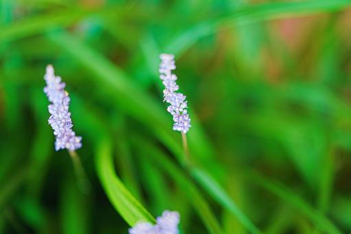 ヤブランの写真