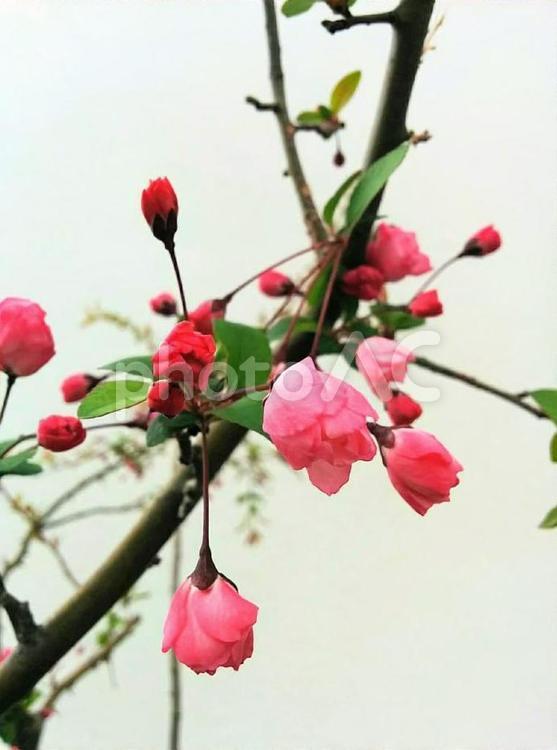桜32　精神の美　cherryblossoms 桜,サクラ,さくらの写真素材
