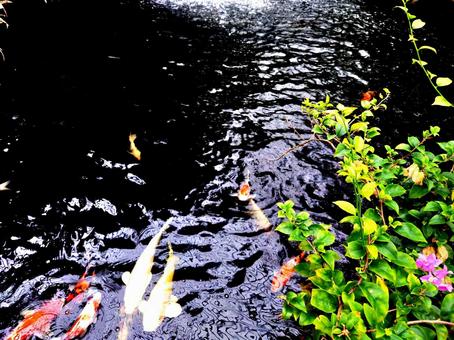 池の鯉 池の鯉 鯉,池,魚の写真素材