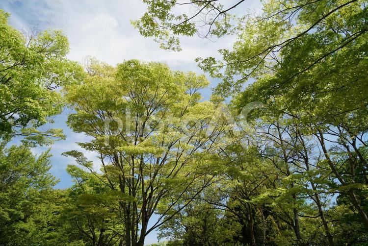 さわやかな新緑と青空 新緑,木,青空の写真素材