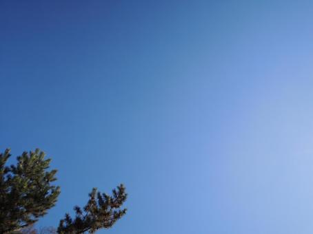 空 青空 木 空 青空 木の写真