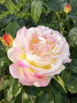 花 花 バラ,バラ園,薔薇の写真素材