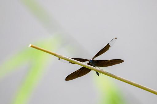 Butterfly dragonfly⑷, JPG Butterfly dragonfly⑷, JPG