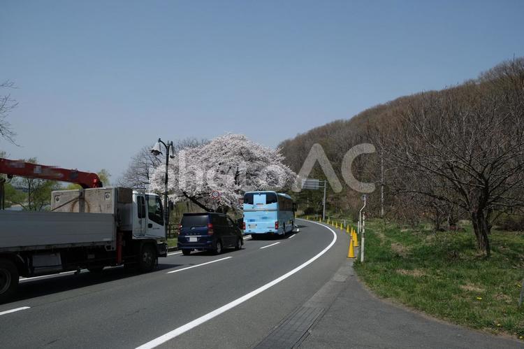 桜の名所展勝地の桜満開の時期の大渋滞 岩手,北上,展勝地の写真素材