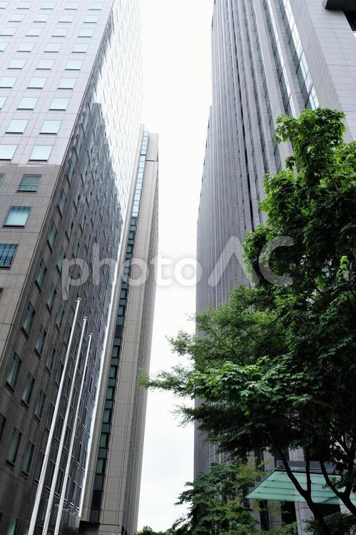 大手町のオフィスビルと緑の木 大手町,日比谷オフィス街,高層ビルの写真素材