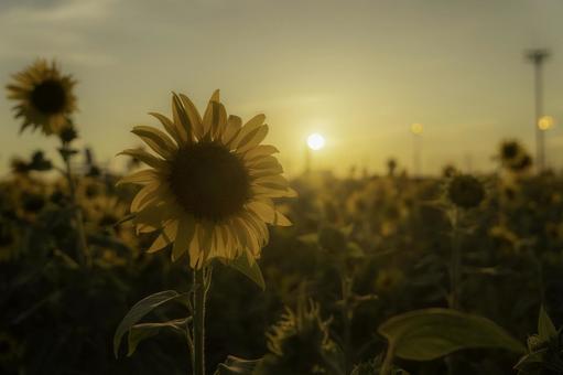 福岡-【柳川ひまわり園】の写真
