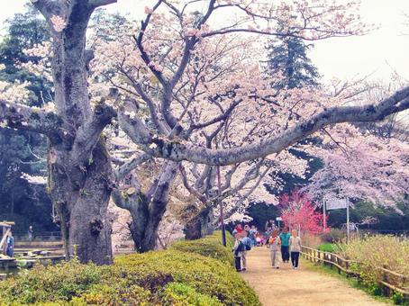 清水公園の桜-80 清水公園の桜-80 清水公園,千葉県野田市,桜の木の写真素材