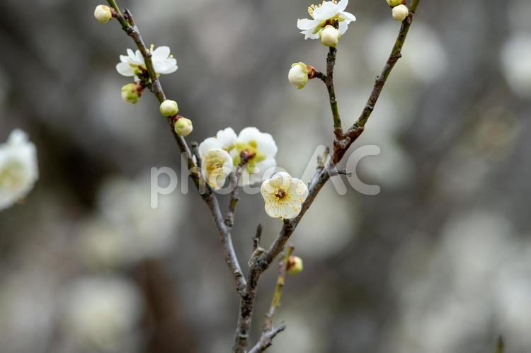 梅園の梅の花 梅,木,自然の写真素材