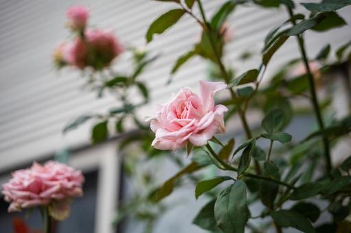 窓辺に咲くピンクのバラ 窓辺に咲くピンクのバラ バラ,窓,花の写真素材