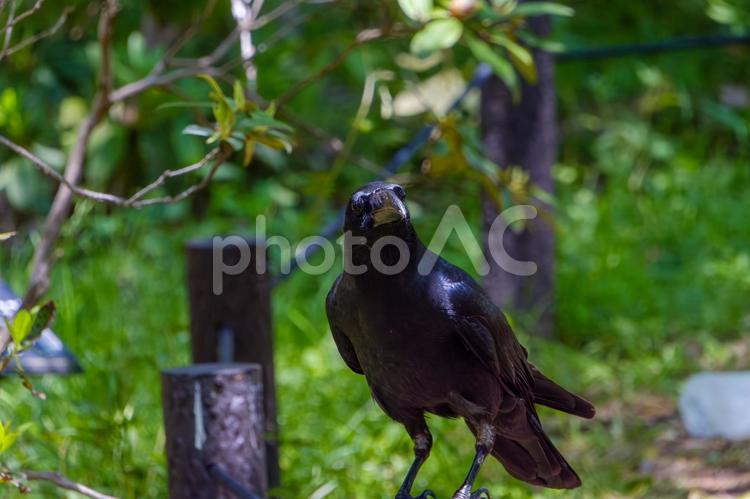 警戒心を見せるハシブトガラス ハシブトガラス,鳥,野鳥の写真素材