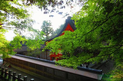 京都府-出雲大神宮-本殿 京都府-出雲大神宮-本殿 出雲大神宮,神社,丹波国の写真素材