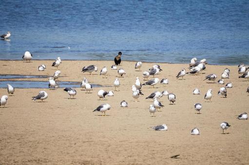 ウミネコの若鳥⒀の写真