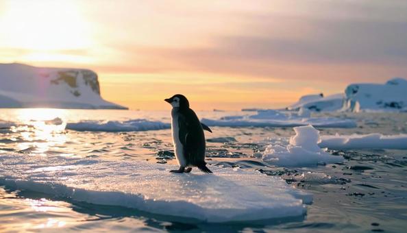 流氷の上のペンギン 流氷の上のペンギンの写真