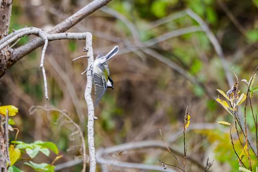 シジュウカラ(141) 野鳥,鳥,シジュウカラの写真素材