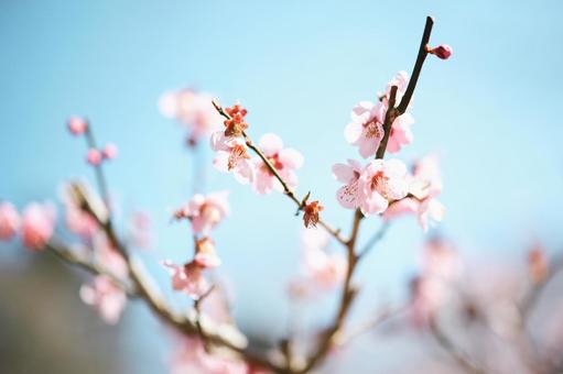 桜 桜の写真