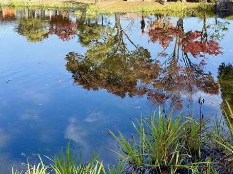 秋の昼間の紫式部公園　11月　紅葉 11月,昼間,カラフルの写真素材