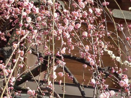 Photo, plum tree, dry, branch, 