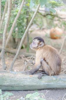 森の中を歩くニホンザル001 森の中を歩くニホンザル001 ニホンザル,動物,森の写真素材