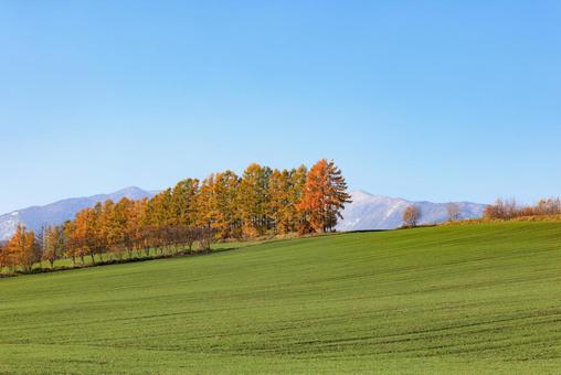 カラ松の紅葉 カラマツ,防風林,紅葉の写真素材