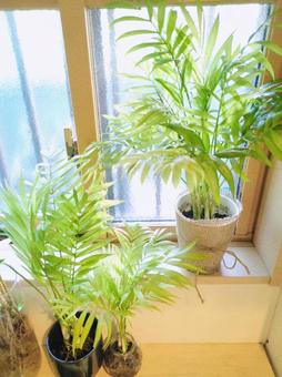 観葉植物 テーブルヤシ 抜き苗 水栽培 観葉植物 テーブルヤシ 抜き苗 水栽培 観葉植物,テーブルヤシ,抜き苗の写真素材