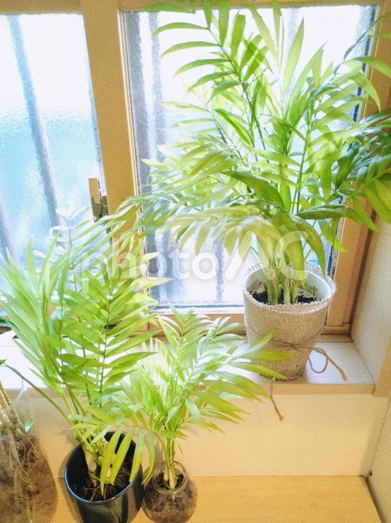 観葉植物　テーブルヤシ　抜き苗　水栽培 観葉植物,テーブルヤシ,抜き苗の写真素材