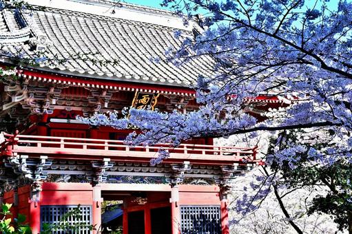 雨引観音の桜 桜,雨引観音,さくらの写真素材
