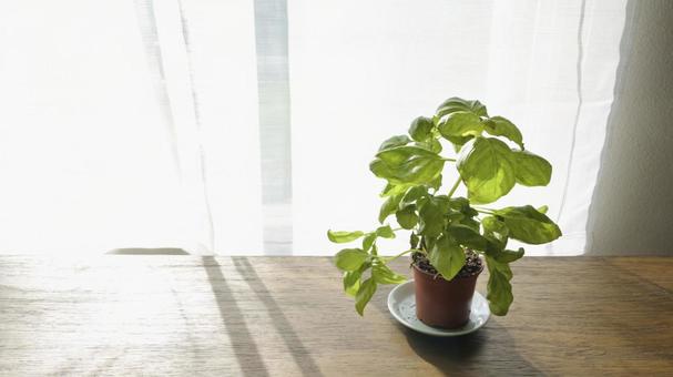 窓辺のバジル バジル,ハーブ,植物の写真素材