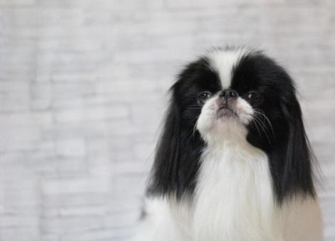 だいぶ毛の伸びた狆 狆,モデル犬,トリミングの写真素材