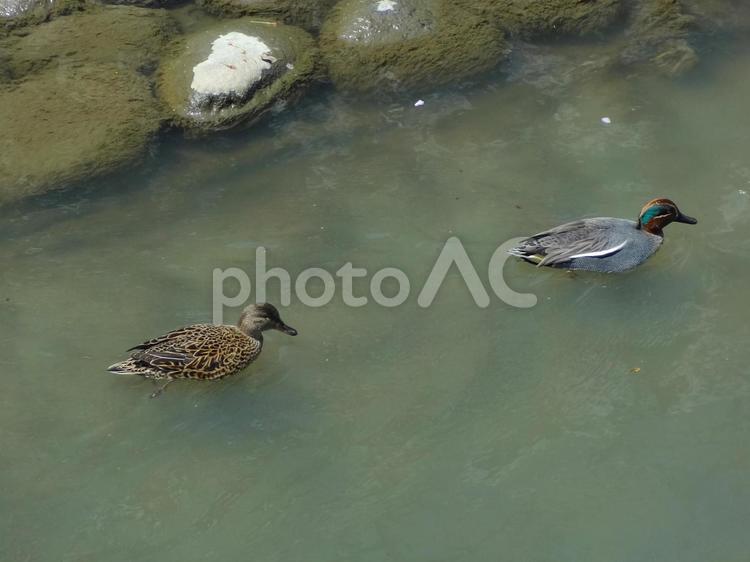 水面に浮かぶ2羽のカルガモ カルガモ,水面に浮かぶ鳥,川の写真素材