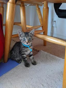 Sitting cat, JPG