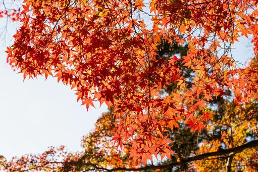 色づく木々(28) 葉,秋,モミジの写真素材