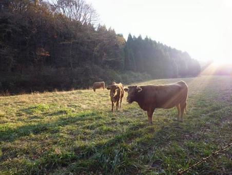 Calm afternoon farm scenery, JPG