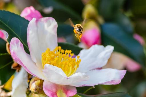 サザンカとミツバチ⑽の写真