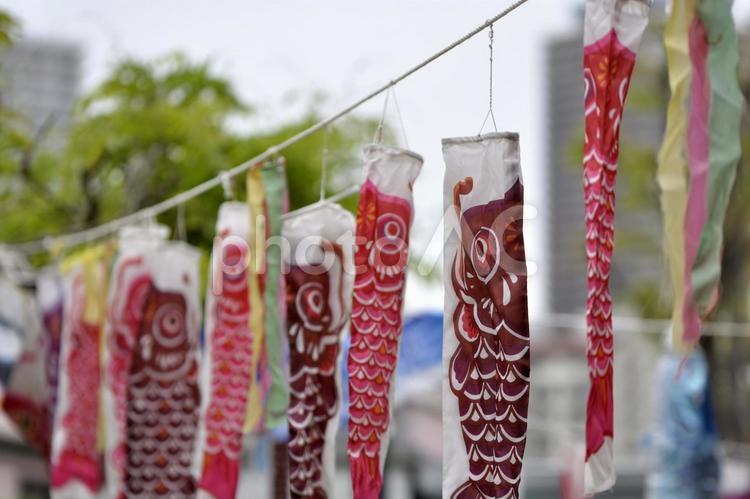 公園の鯉のぼり 鯉のぼり,こどもの日,祭りの写真素材
