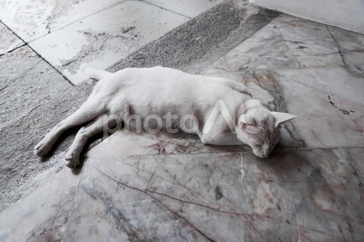お昼寝している猫 猫,白猫,動物の写真素材