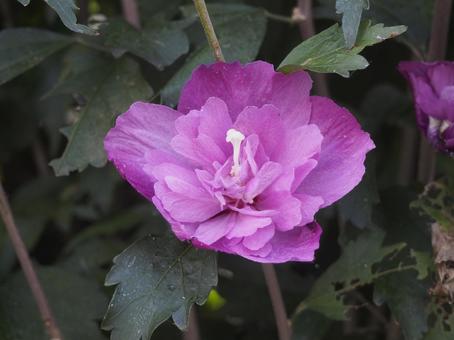Rose of Sharon, JPG