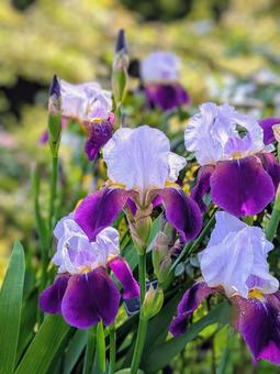 Photo, german iris, germany iris, iris, 