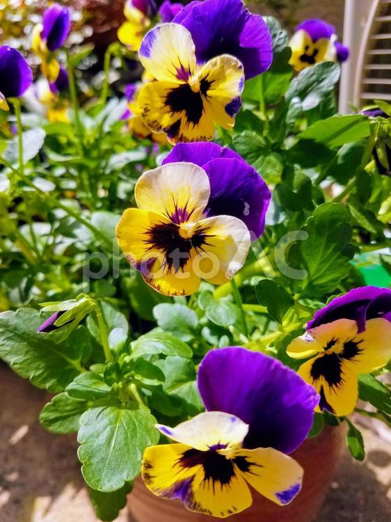 ビオラ　花弁　パーブル×イエロー　 ビオラ,花,植物の写真素材